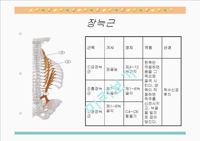 [의학,약학][해부생리] 척추를 움직이는 근육들   (3 )